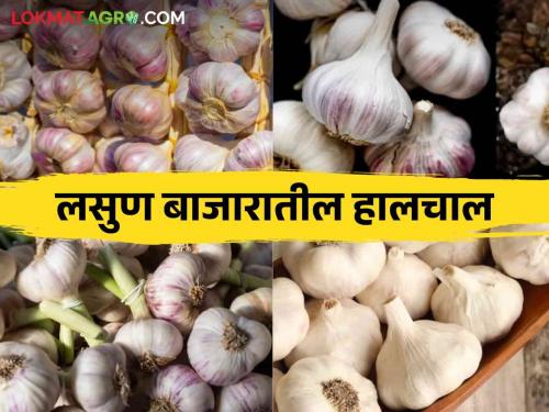 Garlic Market : What is the price of garlic in the retail market? Read in detail | Garlic Market : किरकोळ बाजारात लसणाला काय मिळतोय भाव? वाचा सविस्तर