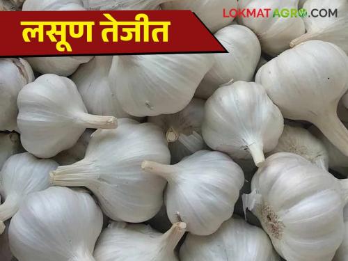 Lasun Bajar Bhav : Highest Price of Garlic in Baramati Market Committee How did you get the rate per kg? | Lasun Bajar Bhav : बारामती बाजार समितीत लसणाला सर्वाधिक भाव प्रतिकिलो कसा मिळाला दर