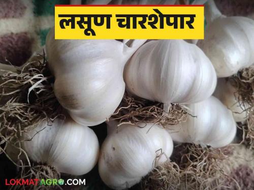 Lasun Bajar Bhav : Garlic market expected to remain higher for another two months | Lasun Bajar Bhav : लसूण बाजार आणखी दोन महिने तेजीत राहण्याचा अंदाज