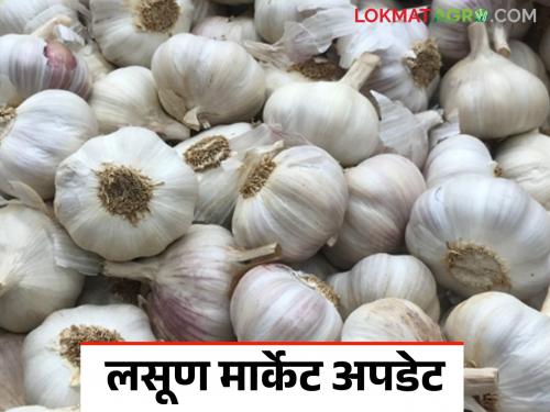 Lasun Bajar Bhav: Arrival of 100 quintals of garlic in Kolhapur Market Committee; How are you getting the rate? | Lasun Bajar Bhav : कोल्हापूर बाजार समितीत १०० क्विंटल लसणाची आवक; कसा मिळतोय दर