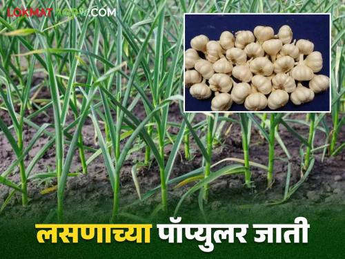 Lasun Lagwad : Garlic cultivation? Here are seven high yielding varieties of garlic | Lasun Lagwad : लसूण लागवड करताय? ह्या आहेत लसणाच्या अधिक उत्पादन देणाऱ्या सात जाती