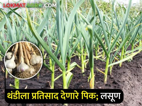 Cultivation technology for increasing garlic production | लसूण उत्पादन वाढीसाठी लागवडीचे तंत्रज्ञान