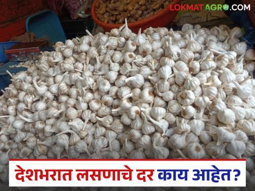 latest news Lasun Market see price of garlic in market across country with Maharashtra | Lasun Market : यंदा लसूण लागवड करताय ना? लसूण झाला दहा हजारी, वाचा देशभरातील दर