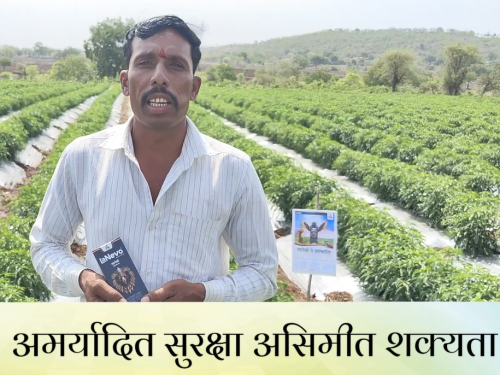 Why farmers in Maharashtra are using Dhanuka's Lanevo insecticide for brinjal, tomato, chilli pest control | महाराष्ट्रातील शेतकरी वांगी, टोमॅटो, मिरचीसाठी लानेवो कीटकनाशक का वापरत आहेत?