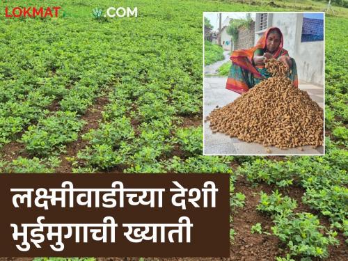 A native ground nut that tastes like cashews; Laxmiwadi farmers unique pattern of groundnut cultivation | काजू खावी तशी चव लागणारी देशी शेंग; लक्ष्मीवाडीच्या शेतकऱ्यांचा भुईमूग लागवडीचा हटके पॅटर्न