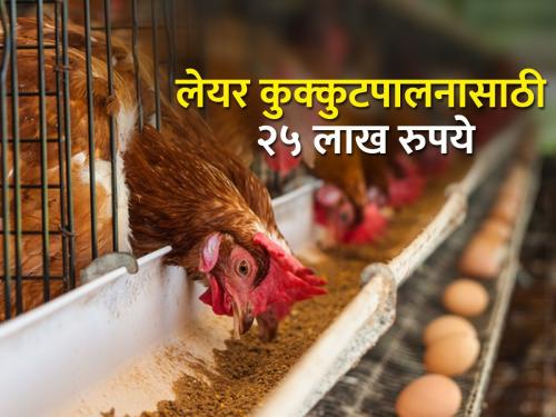 Subsidy of Rs. 25 lakh for 1000 layer poultry birds | १००० अंड्यावरील कोंबड्यांसाठी २५ लाख रुपये अनुदान