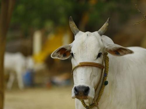 Fodder shortage in the state | राज्यात चारा टंचाईचे सावट गडद, मुरघास खरेदीसाठी शासनाचा हा निर्णय