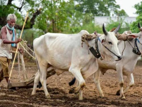 Wheat sowing only seven percent, rabi also in danger after kharif | गव्हाचा पेरा केवळ सात टक्के, खरिपानंतर रब्बीही धोक्यात