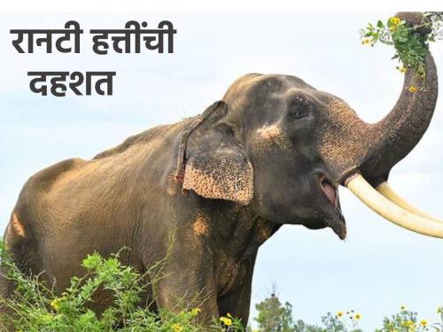 The rampage of wild elephants! The farmer was hit and crushed | रानटी हत्तींचा उच्छाद! शेतकऱ्याला आपटून चिरडले