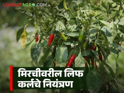 Latest news Infestation of leaf culm disease on chilly farming, how to control, read in detail  | Leaf Curl of Chilly : मिरचीवर चुरडा-मुरडा रोगाचा प्रादुर्भाव, कसे कराल नियंत्रण, वाचा सविस्तर 