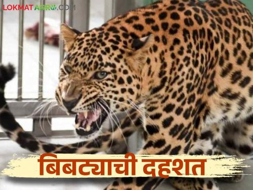 Bibtya Attack : Live or die with the leopard? How to take care read in detail | Bibtya Attack : बिबट्यासोबत जगायचे की मरायचे? कशी घ्याल काळजी वाचा सविस्तर