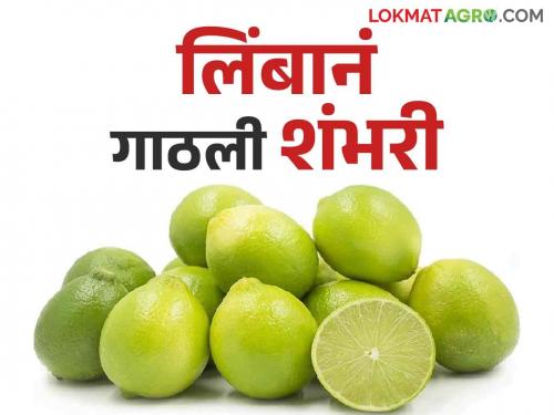 Even in the rainy season good demand of lemons got the highest price for the first time | ऐन पावसाळ्यातही लिंबाला मोठी मागणी पहिल्यांदाच मिळाला सर्वोच्च दर