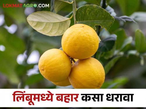 According to the market study, how to bahar management in lemon | बाजारपेठेच्या अभ्यासानुसार लिंबू फळपिकात कसा धरावा बहार