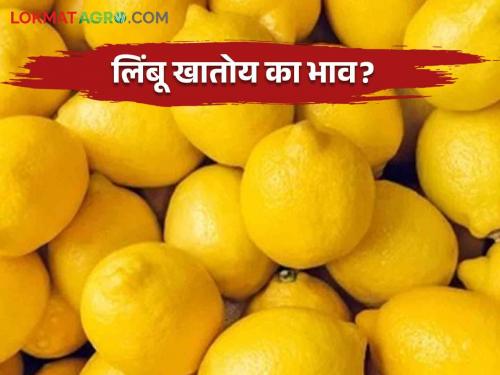 Lemon Market Update: What is the price of lemon on the day of Ghatasthana Read in detail | Lemon Market Update : घटस्थापनेच्या दिवशी काय मिळतोय लिंबूला दर वाचा सविस्तर