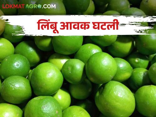 Lemon Market, Lemon arrivals down; The market price will increase further | Lemon Market लिंबाची आवक घटली; भाव आणखी वाढणार