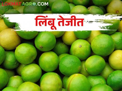 Lemon orchards hit by bad weather; Getting the highest market price | लिंबू बागांना अवकाळीचा फटका; मिळतोय उच्चांकी बाजारभाव