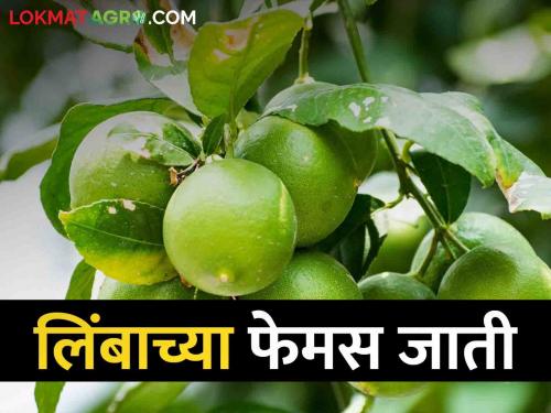 Lemon Varieties: Cultivation of lemon crop, these are the top three varieties | Lemon Variety लिंबू लावताय, ह्या आहेत लिंबाच्या टॉप तीन जाती