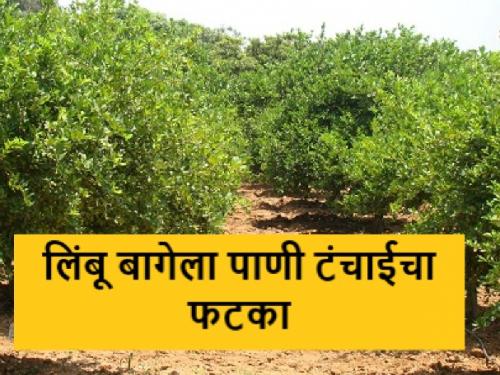 Latest news Effect of water shortage on lemon orchard in Baglan taluka | बागलाण तालुक्यात पाणीटंचाईचा फटका, एक एकरवरील लिंबू बाग सोडण्याची वेळ 