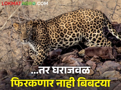 Latest News medicine will prevent the leopard from coming near house new technic by private company | असं औषध ज्यामुळं घराजवळ फिरकणार नाही बिबट्या, वनविभागाचीही परवानगी 