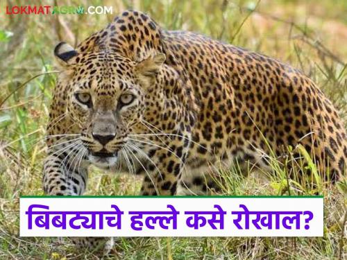 Leopard Attack: How to prevent increasing leopard attacks? Know in detail | Leopard Attack : बिबट्याचे वाढते हल्ले रोखायचे तरी कसे? जाणून घ्या सविस्तर