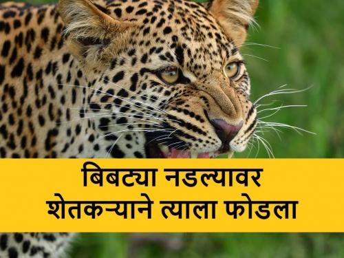 leopard attacks farmer but he fights to ran away it | Leopard Attack: शेतकऱ्याचा नाद नाय करायचा, बिबट्या नडला म्हणून शेतकऱ्याने त्याला फोडला