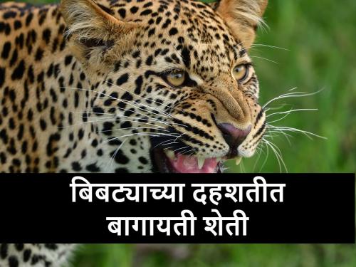 leopards in farm: Junnar horticultural area becomes 'habitat' of leopards | leopards in Farm: जुन्नर बागायती परिसर बनला बिबट्यांचा 'अधिवास'; शेती होतेय दहशतीत