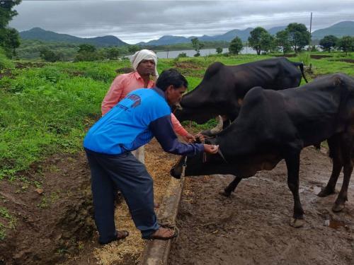 Livestock care in temperature: Due to rising temperatures, take care of the livestock including washing the animals in the afternoon | तापमानवाढीमुळे जनावरांना दुपारी धुवून काढण्यासह पशुधनाची अशी घ्या काळजी