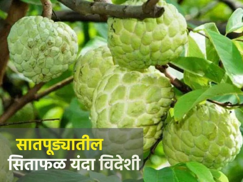 The sweetness of satpura fruits reached abroad this year | सातपुड्यातील सीताफळांचा गोडवा यंदा पोहोचला परदेशात