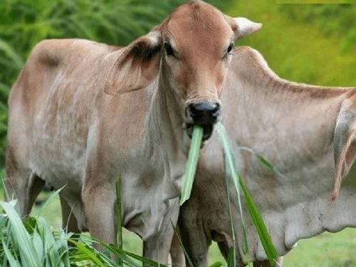 Animals succumb to diseases like bulkandy due to wrong fodder management | चुकीच्या चारा व्यवस्थापनामुळे जनावरे बुळकांडी सारख्या आजारांना बळी