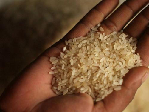 In the new rice market, prices may decrease if the arrival increases, what is the current price? | नवीन तांदूळ बाजारात, आवक वाढल्यास होऊ शकतात दर कमी, सध्या काय मिळतोय भाव?