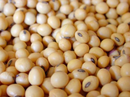 This price per quintal is available in these market committees with Latur's yellow soybean. | लातूरच्या पिवळ्या सोयाबीनसह या बाजार समित्यांमध्ये मिळतोय क्विंटलमागे एवढा दर..