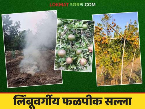 Citrus Fruit Management : Winter protection of citrus orchards | Citrus Fruit Management : लिंबूवर्गीय फळ बागांचे हिवाळ्यात असे करा संरक्षण