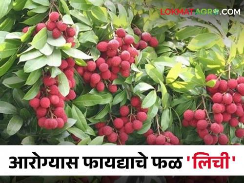 Nutritional value and health benefits of lychee fruit | गुणकारी आरोग्यदायी लिची फळाचे पोषण मूल्य आणि आरोग्यास होणारे लाभ