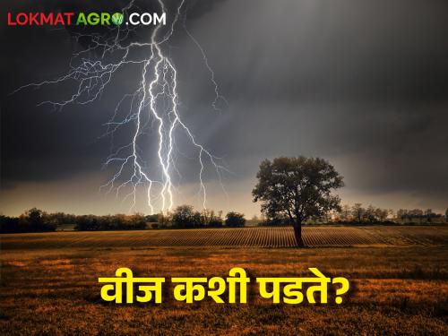 Farmer brothers, protect yourself from lightning during unseasonal rains: Take these precautions | शेतकरी बांधवानो अवकाळी पाऊसात विजेपासून स्वत:ला वाचवा: अशी घ्या खबरदारी