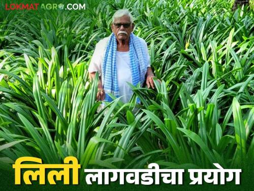 Tired of the trouble of wild animals, this flower crop was cultivated; The experiment was successful | वन्यप्राण्यांच्या त्रासाला कंटाळून केली या फुल पिकाची लागवड; यशस्वी ठरला प्रयोग