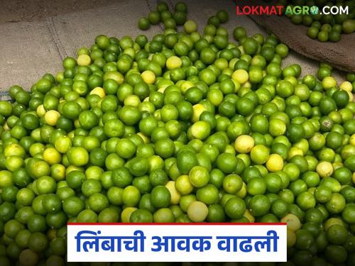 Limbu Bajar Bhav; Arrival of green lemons increased in Solapur Market Committee; How are prices being obtained? | Limbu Bajar Bhav; सोलापूर बाजार समितीत हिरव्या लिंबाची आवक वाढली; कसा मिळतोय दर?