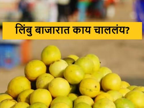 Latest News Todays lemon Market price in market yards check todays bajarbhav | Lemon Market : आज कागदी लिंबाला काय भाव मिळाला? वाचा आजचे बाजारभाव