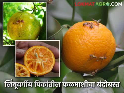 How to manage fruit drop caused by fruit fly on citrus crop? | लिंबूवर्गीय पिकावरील फळमाशीमुळे होणाऱ्या फळगळीचे व्यवस्थापन कसे कराल?