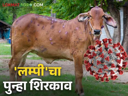 Lumpy Skin Disease : Re-entry of 'Lumpy'; Read detailed what to do solution plan | Lumpy Skin Disease : पशुपालकांची चिंता वाढली; 'लम्पी' चा पुन्हा शिरकाव; काय कराव्यात उपाय योजना वाचा सविस्तर