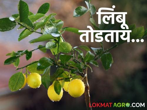 Lemon Market Price of lemons reduced by five hundred rupees per bag | Lemon Market लिंबांच्या दरात गोणीमागे पाचशे रुपयांची घट