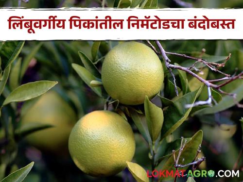 How to control nematodes in citrus fruit crops? | Citrus Nematode लिंबूवर्गीय फळझाडांतील सुत्रकृमीचे नियंत्रण कसे कराल?