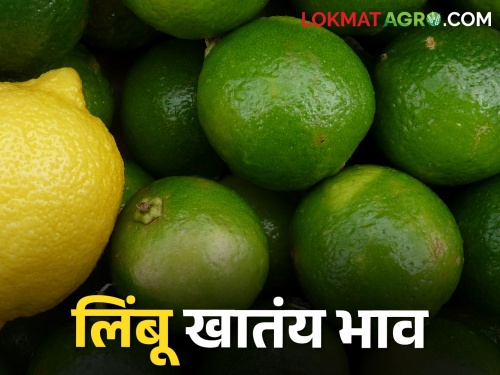 Lemons are priced according to size, fetching a good market price | लिंबाचे दर आकारानुसार, मिळतोय चांगला बाजारभाव