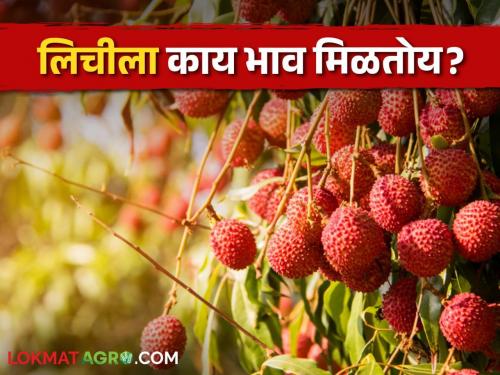 Latest News market price of litchi is 200 to 300 rupees per kg see todays market | Today Litchi Market : लिची बाजारात दाखल, कसा मिळतोय बाजारभाव? वाचा सविस्तर