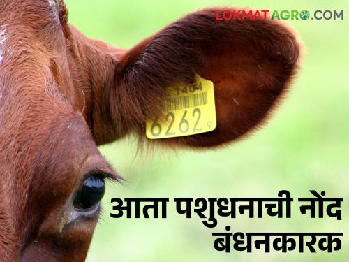 Do this.. Else ban on sale and purchase of livestock from June 1, 2024 | Animal Ear Tagging हे करा.. नाहीतर पशुधनाची खरेदी-विक्री करण्यास १ जून २०२४ पासून प्रतिबंध