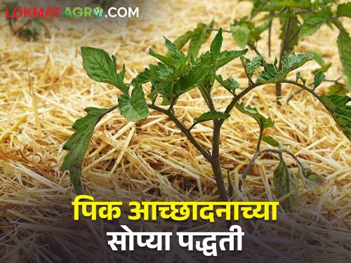 Summer has come.. Crops are getting less water; Use this technique to increase production | आला उन्हाळा.. पिकांना पाणी कमी पडतंय; करा या तंत्राचा वापर वाढेल उत्पादन