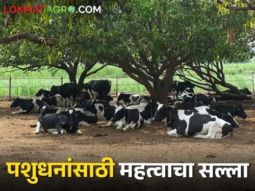 Summer is increasing, what to give the animals with water to prevent heat stroke | उन्हाळा वाढतोय जनावरांना पाण्याबरोबर काय द्याल ज्यामुळे टळेल उष्माघात