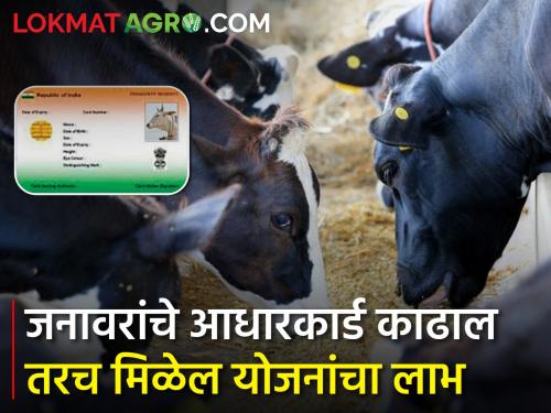 Keep your complete information about livestock on mobile now | तुमच्या जनावरांची संपूर्ण माहिती ठेवा आता मोबाइलवर