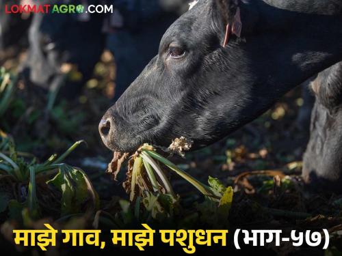 Livestock also get acidosis; what are the symptoms? What can be control measure? | जनावरांना पण होतं आम्ल विषार पित्त; कशी दिसतात लक्षणे? काय कराल उपाय?