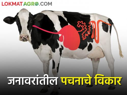 Digestive system disorders in livestock, its symptoms and care | जनावरांना पचनसंस्थेचे होणारे विकार त्याची लक्षणे व काळजी