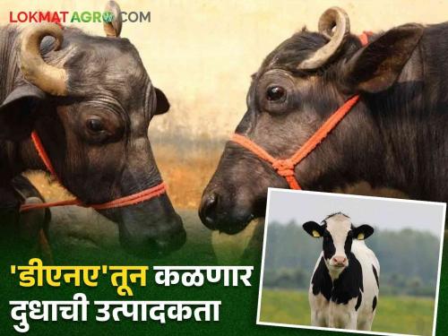 After paying lakhs of rupees, the animal did not give the expected milk.. Now this test will know the productivity of milk in advance | लाखो रुपये देऊन जनावराने अपेक्षित दूध दिलंच नाही.. आता आली ही चाचणी अगोदरच कळेल दुधाची उत्पादकता